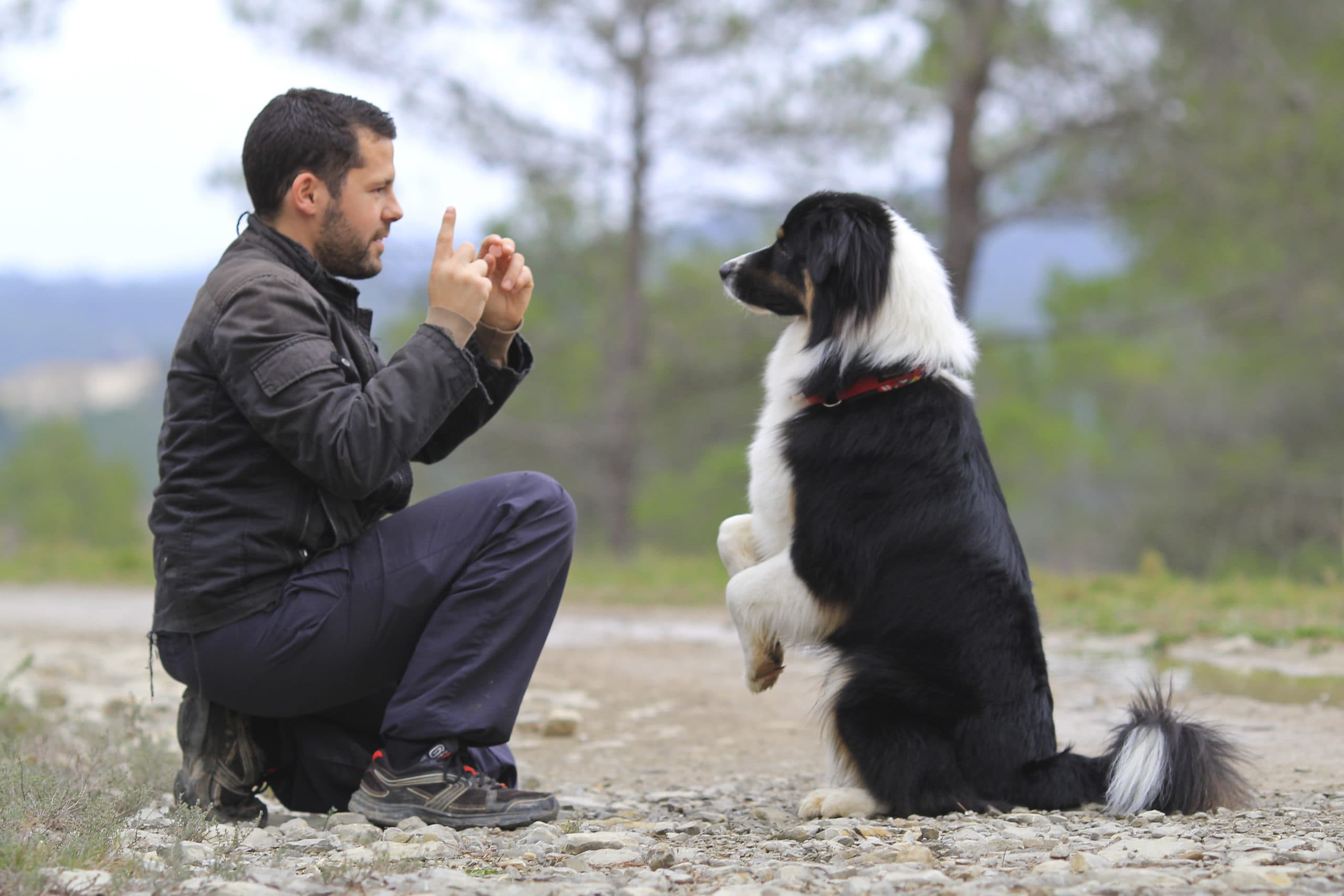 Man kneeling, using hand signals to train a black and white dog sitting up.