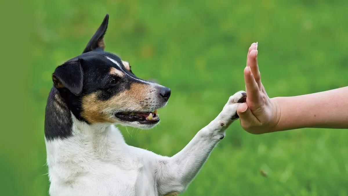 Small tricolor dog touches its paw to a person's open palm in a green field.