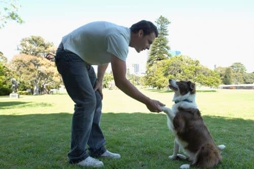 A man shakes the paw of a brown and white dog in a grassy park.
